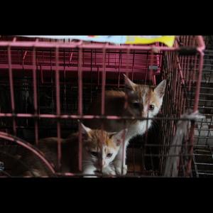 猫猫猫猫资料,猫猫猫猫最新歌曲,猫猫猫猫MV视频,猫猫猫猫音乐专辑,猫猫猫猫好听的歌