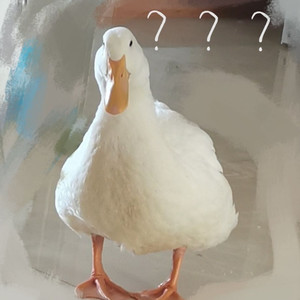 初念Aiya资料,初念Aiya最新歌曲,初念AiyaMV视频,初念Aiya音乐专辑,初念Aiya好听的歌