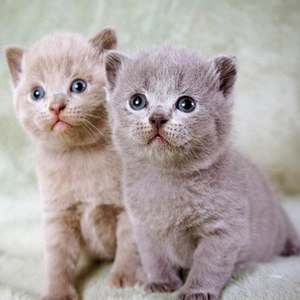 TC、微笑资料,TC、微笑最新歌曲,TC、微笑MV视频,TC、微笑音乐专辑,TC、微笑好听的歌