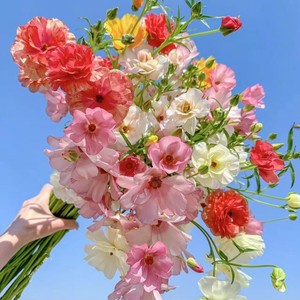 琉璃之夏abc资料,琉璃之夏abc最新歌曲,琉璃之夏abcMV视频,琉璃之夏abc音乐专辑,琉璃之夏abc好听的歌