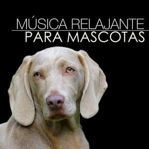 Música Relajante para Perros资料,Música Relajante para Perros最新歌曲,Música Relajante para PerrosMV视频,Música Relajante para Perros音乐专辑,Música Relajante para Perros好听的歌