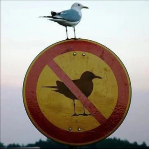 Zalpha资料,Zalpha最新歌曲,ZalphaMV视频,Zalpha音乐专辑,Zalpha好听的歌