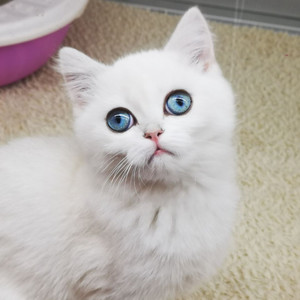 啊哦资料,啊哦最新歌曲,啊哦MV视频,啊哦音乐专辑,啊哦好听的歌