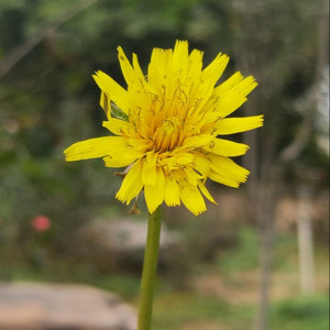 北飞雁资料,北飞雁最新歌曲,北飞雁MV视频,北飞雁音乐专辑,北飞雁好听的歌