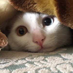 董东资料,董东最新歌曲,董东MV视频,董东音乐专辑,董东好听的歌