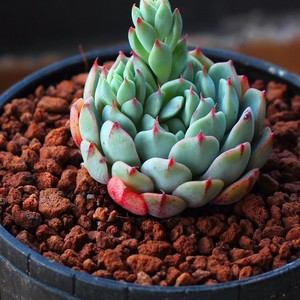 DillonCalm资料,DillonCalm最新歌曲,DillonCalmMV视频,DillonCalm音乐专辑,DillonCalm好听的歌