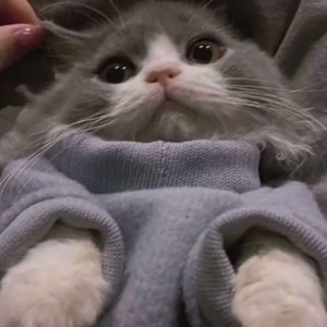 之之之昂张资料,之之之昂张最新歌曲,之之之昂张MV视频,之之之昂张音乐专辑,之之之昂张好听的歌