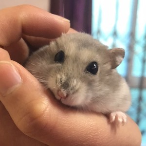 卡农