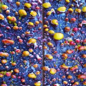 Pick a Piper资料,Pick a Piper最新歌曲,Pick a PiperMV视频,Pick a Piper音乐专辑,Pick a Piper好听的歌