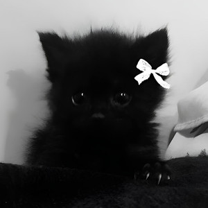 NAOMI资料,NAOMI最新歌曲,NAOMIMV视频,NAOMI音乐专辑,NAOMI好听的歌