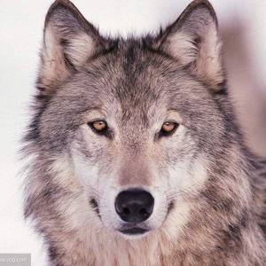 Luser资料,Luser最新歌曲,LuserMV视频,Luser音乐专辑,Luser好听的歌