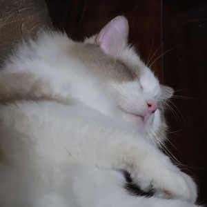 天体琉璃星肉丸子资料,天体琉璃星肉丸子最新歌曲,天体琉璃星肉丸子MV视频,天体琉璃星肉丸子音乐专辑,天体琉璃星肉丸子好听的歌