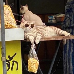 木缘仔仔资料,木缘仔仔最新歌曲,木缘仔仔MV视频,木缘仔仔音乐专辑,木缘仔仔好听的歌