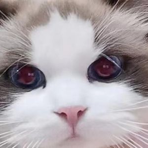 莫卿资料,莫卿最新歌曲,莫卿MV视频,莫卿音乐专辑,莫卿好听的歌