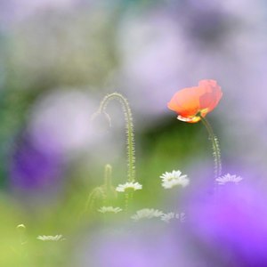 猫儿资料,猫儿最新歌曲,猫儿MV视频,猫儿音乐专辑,猫儿好听的歌