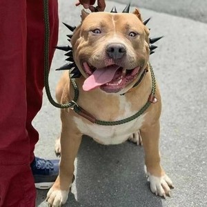 AnYI boi资料,AnYI boi最新歌曲,AnYI boiMV视频,AnYI boi音乐专辑,AnYI boi好听的歌