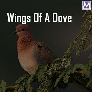 Wings Of A Dove