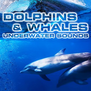 White Noise of Dolphins & Whales(feat. Animals Sounds, National Geographic Soundscapes, Nature Sounds New Age, White Noise Sounds For Sleep, Soothing Sounds & Scuba Diving Sounds)