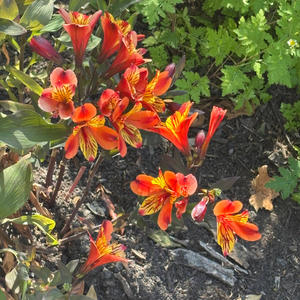 Don't Look Back (Explicit)