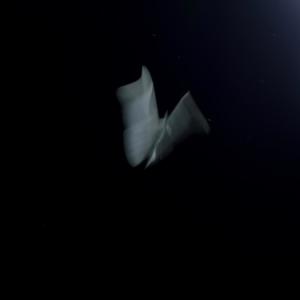 Vega