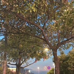 Summer (菊次郎的夏天） (纯钢琴版)