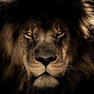 Coop3r - Lions Roar Conclusion (Explicit)