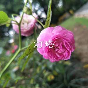 春泥