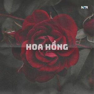 Hoa Hồng