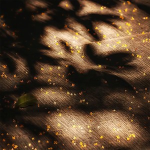 NO CANAL DELE (直接起飞)