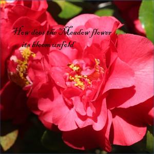 How Does the Meadow Flower Its Bloom Unfold(A collection of New Age, Ambient, Easy Listening and Cla