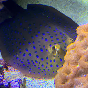 Seul au monde (feat. Simo) (Explicit)