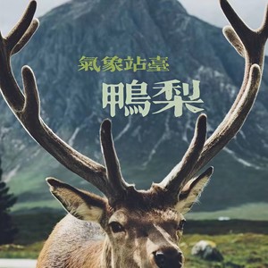 狐狸的童话封面