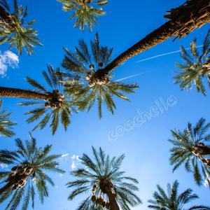 Coachella (Explicit)