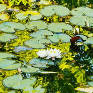 北语人 (女声朗诵版)