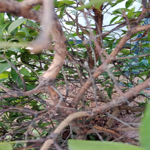 Whiskey Kisses And Starligth Whises