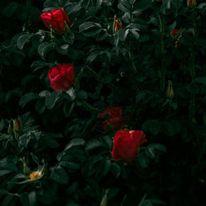 Red Roses