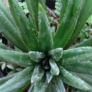 我愿意平凡的陪在你身旁