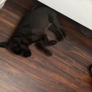 You could've (feat. nevalon)