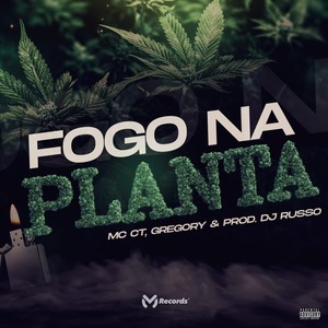 Fogo Na Planta (Explicit)