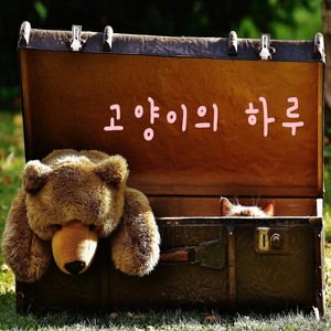 Meimei - 고양이의 하루 (小猫的一天)