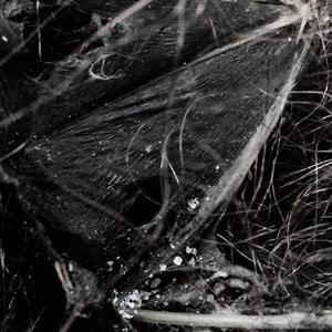 Pain Trigger (feat. Blackfrost)