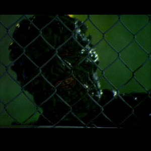 SHOCKER ON SHOCK STREET (Explicit)