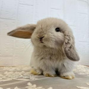 ZIG-ZAG! (feat. ZEDSU) (Explicit)