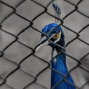 Im Not Rowjay (Explicit)