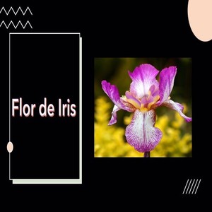 Flor de Iris