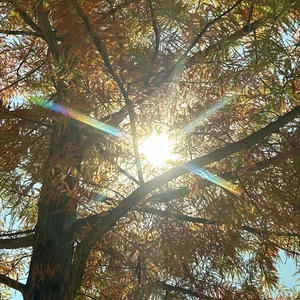 A Golden Thursday Afternoon