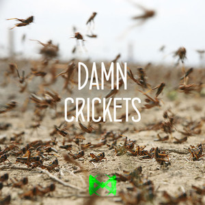 Damn Crickets