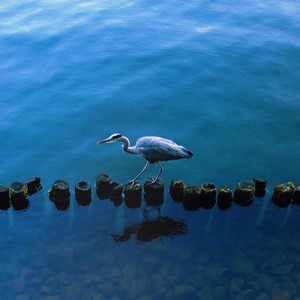 Gentleman, A Bobsled Is a Simple Thing (feat. Champagne Colored Cars)