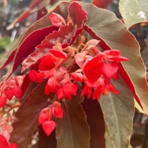 One Fine Looking Mess (Explicit)