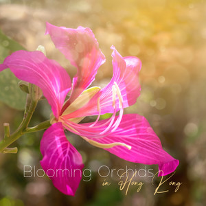 Blooming Orchids in Hong Kong